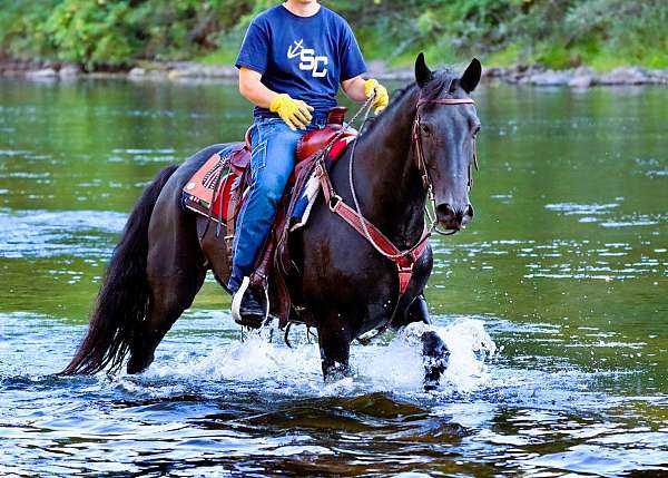 trail-morgan-pony