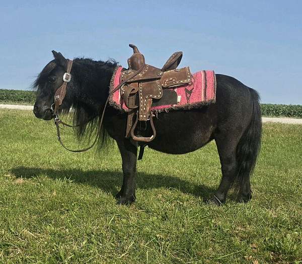 bareback-miniature-pony