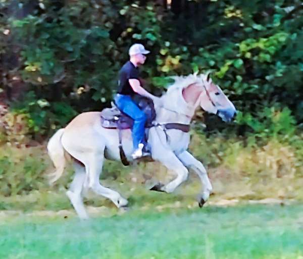 bdhca-belgian-gelding