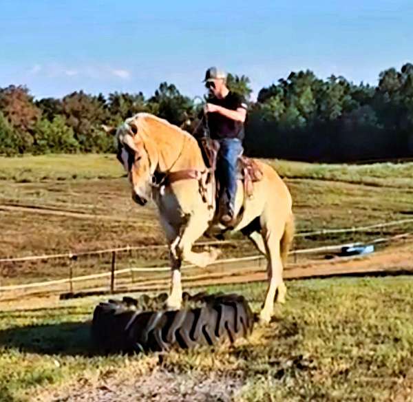 flashy-belgian-horse