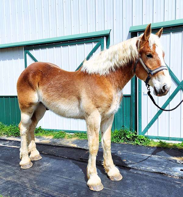 family-belgian-horse