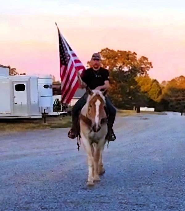 trail-belgian-horse