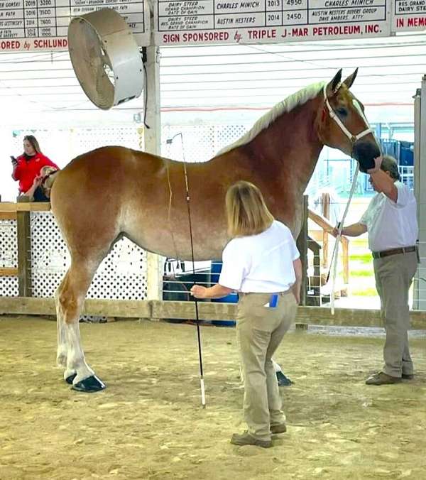 husband-safe-belgian-horse