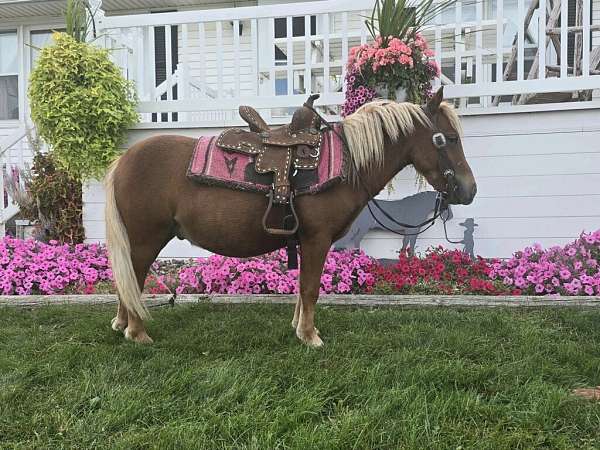 enjoy-miniature-pony