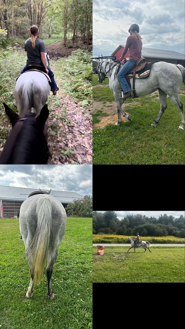 grey-flashy-ranch-horse