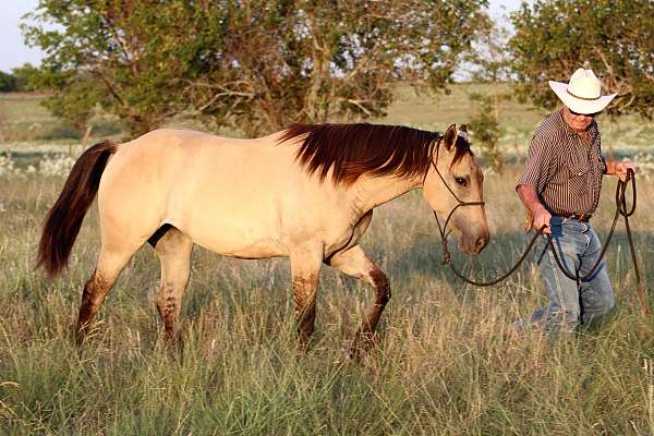 dunskin-western-dressage-horse