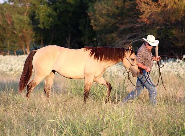 all-around-quarter-horse