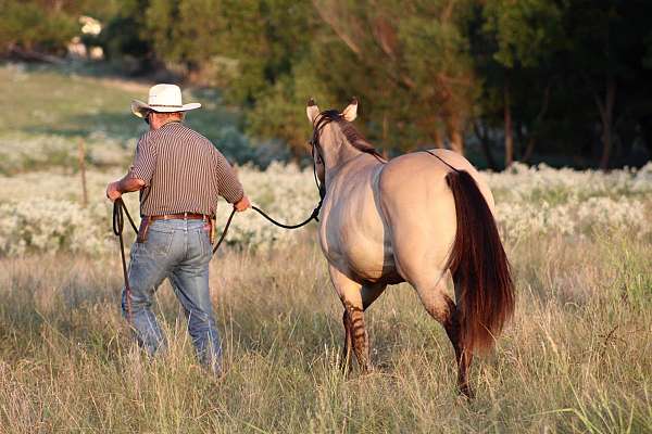 athletic-quarter-horse