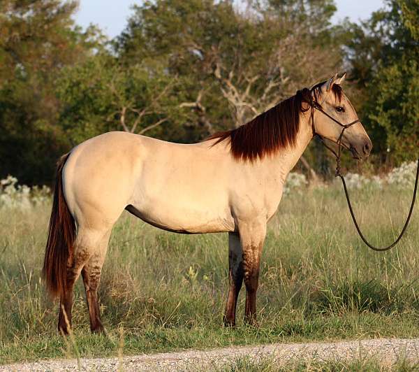 breeding-quarter-horse