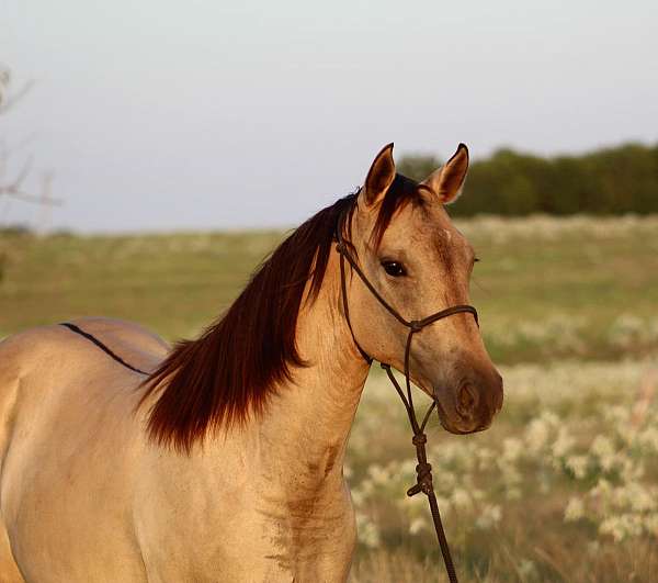 homozygous-black-quarter-horse