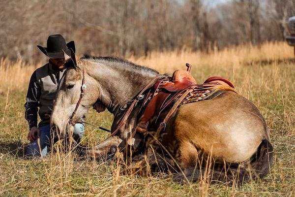 horsesforsale-draft-horse