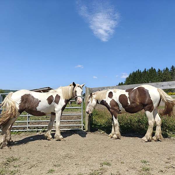 wedding-horse-gypsy-vanner