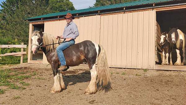 shape-gypsy-vanner-horse