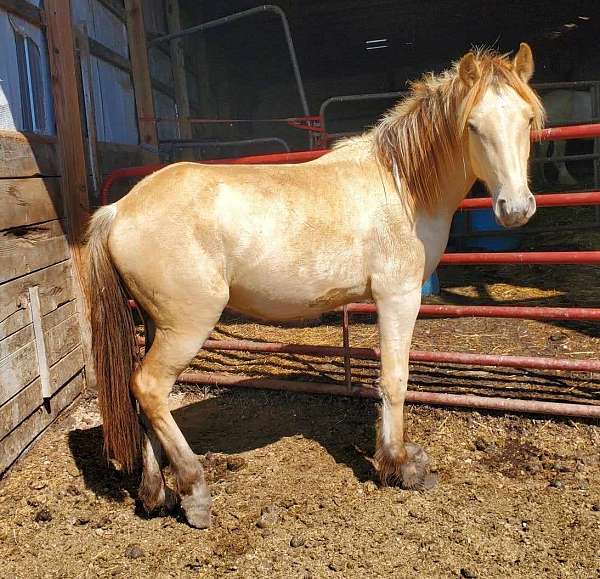 all-around-draft-american-cream-horse