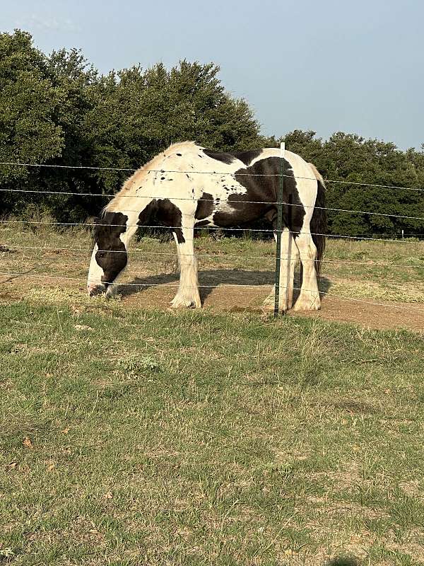 gypsy-vanner-gelding