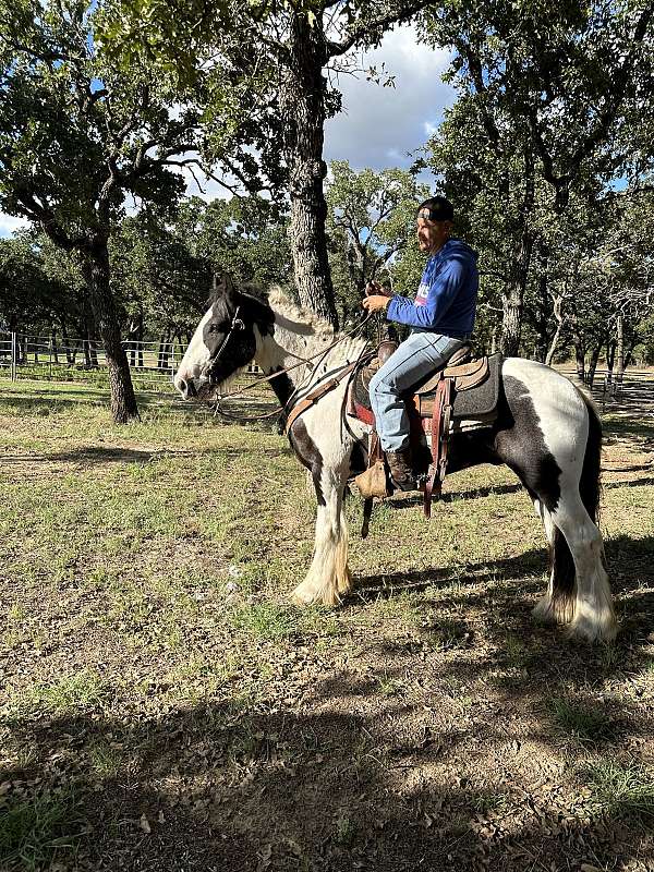 shoe-gypsy-vanner-horse