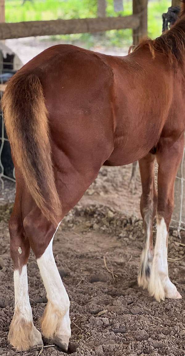 bay-gypsy-vanner-paint-horses-for-sale