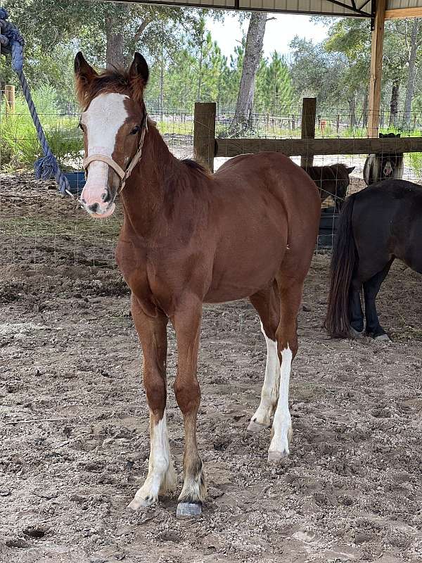 bay-gypsy-vanner-paint-filly