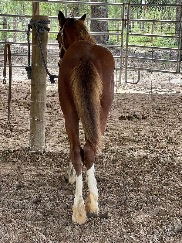 bay-gypsy-vanner-paint-horse