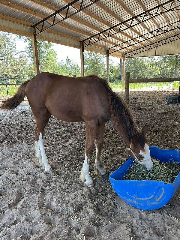 bay-gypsy-vanner-paint