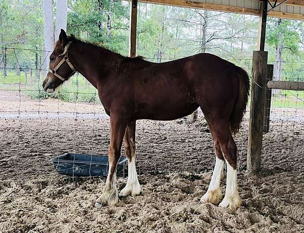 gypsy-vanner-filly