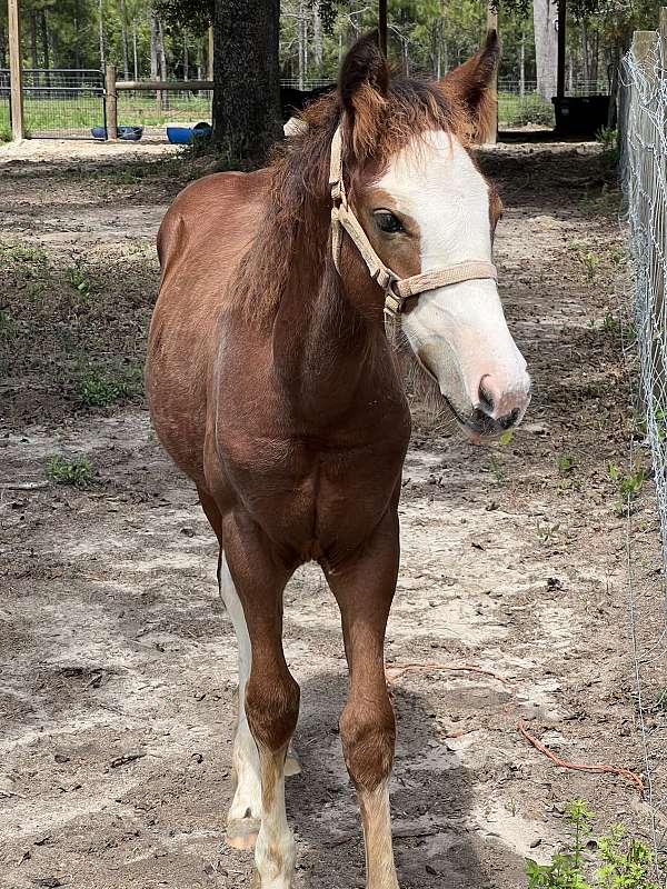 gypsy-vanner-paint-filly