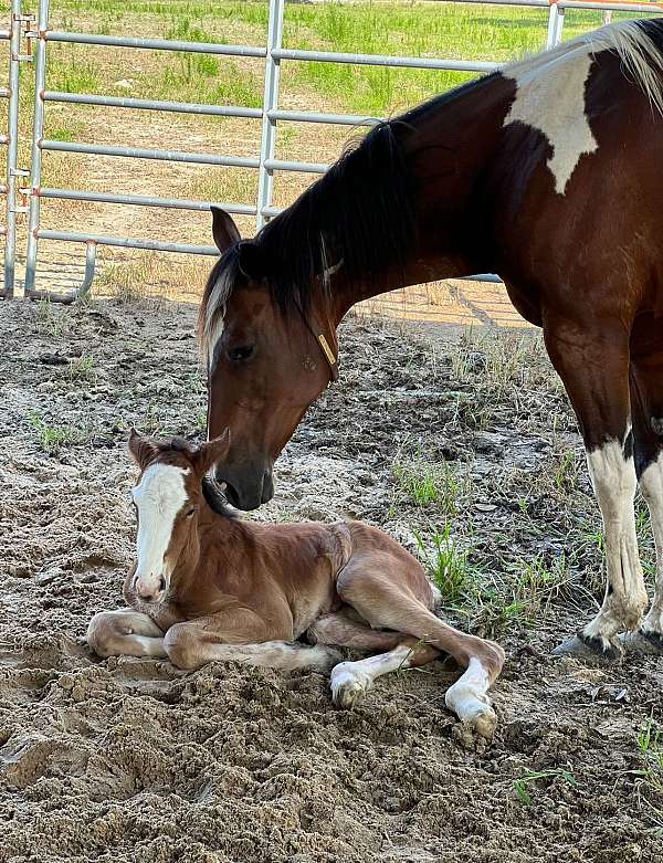 gypsy-vanner-filly