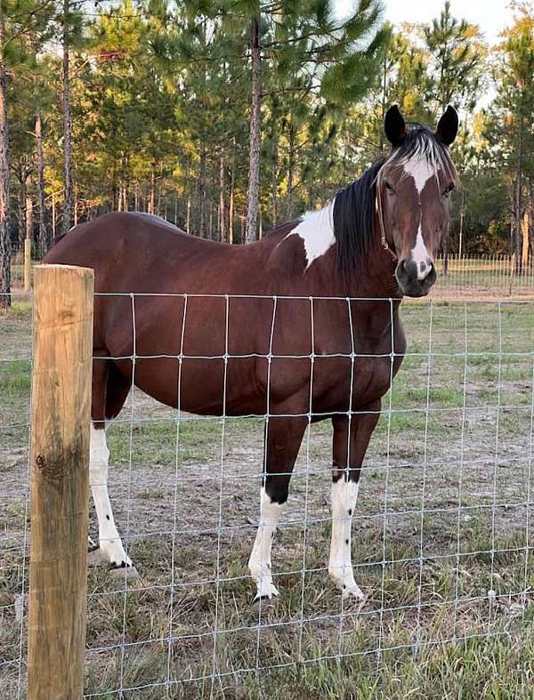 gypsy-vanner