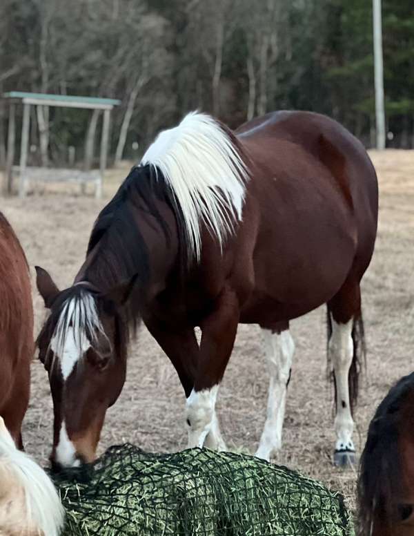 cross-gypsy-vanner-paint-horse