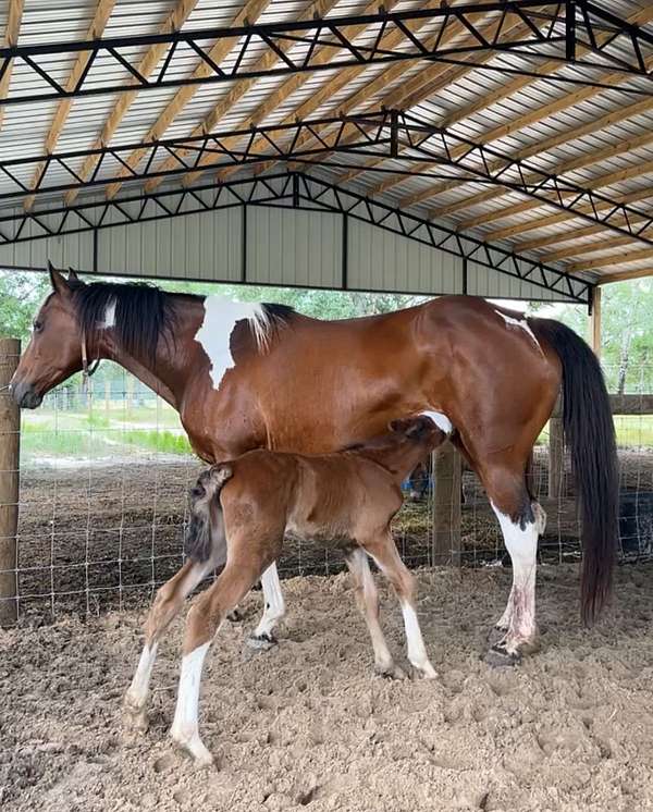 gypsy-vanner-horse