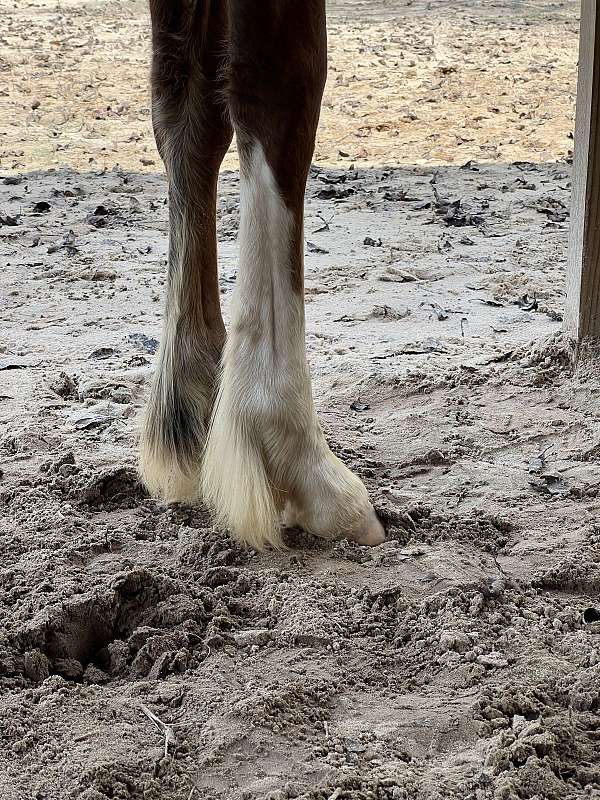 cross-gypsy-vanner-paint-horse