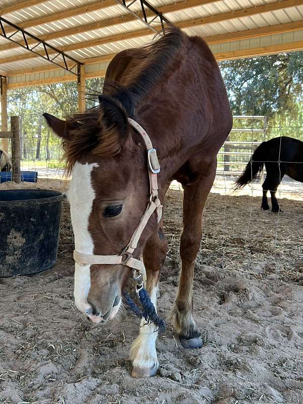 bay-gypsy-horse