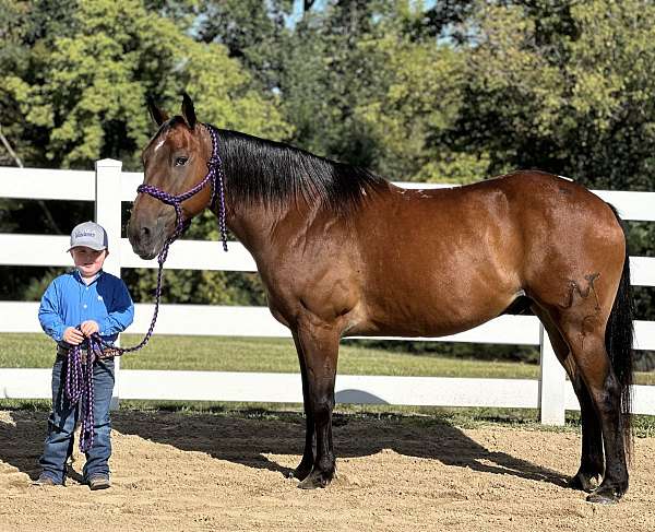 spook-proof-quarter-horse