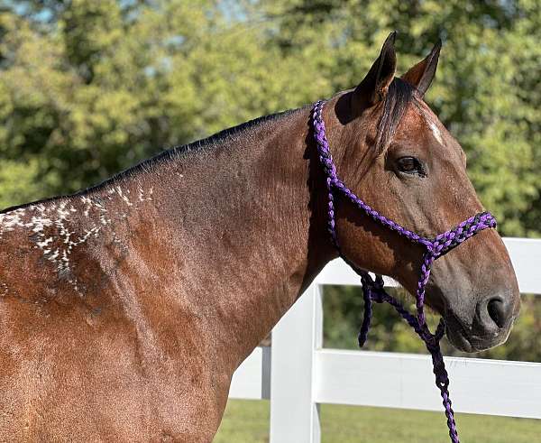 spook-proof-gelding