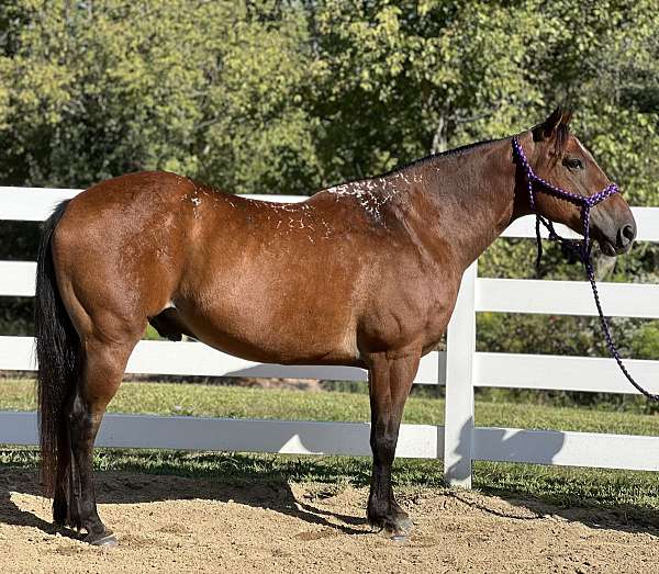 bombproof-quarter-horse