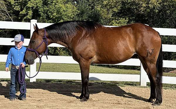 beginner-safe-quarter-horse