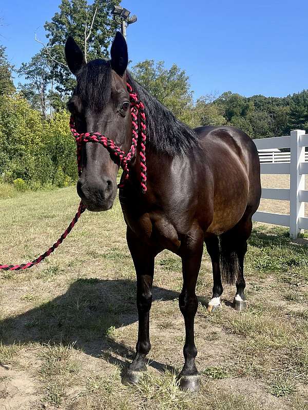 confidence-builder-type-quarter-pony