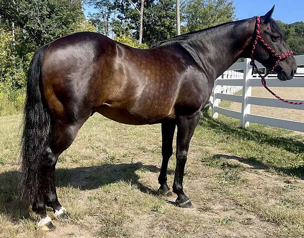 confidence-builder-type-gelding