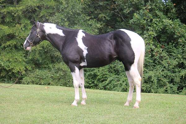 black-tobiano-paint-horses-for-sale