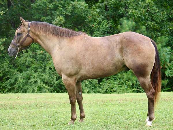 liver-chestnut-barrel-pony