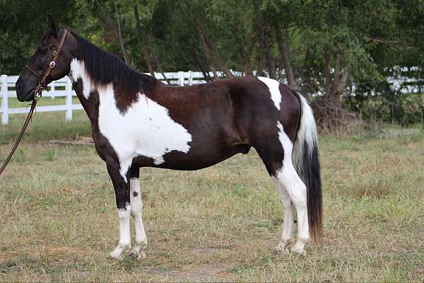 trail-horses-for-sdale-spotted-saddle