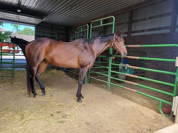 lesson-trail-riding-thoroughbred-pony