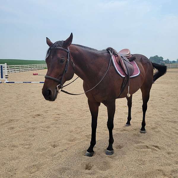 bay-lesson-trail-riding-pony