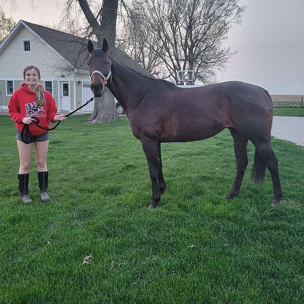 bay-thoroughbred-mare