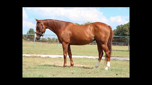 big-blaze-tall-hind-socks-horse