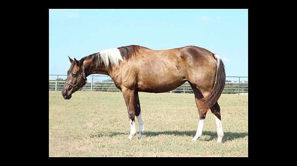 paint-markings-high-socks-horse