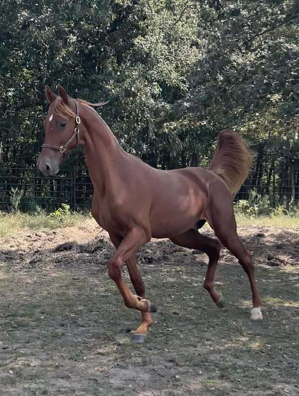 saddlebred-colt-yearling