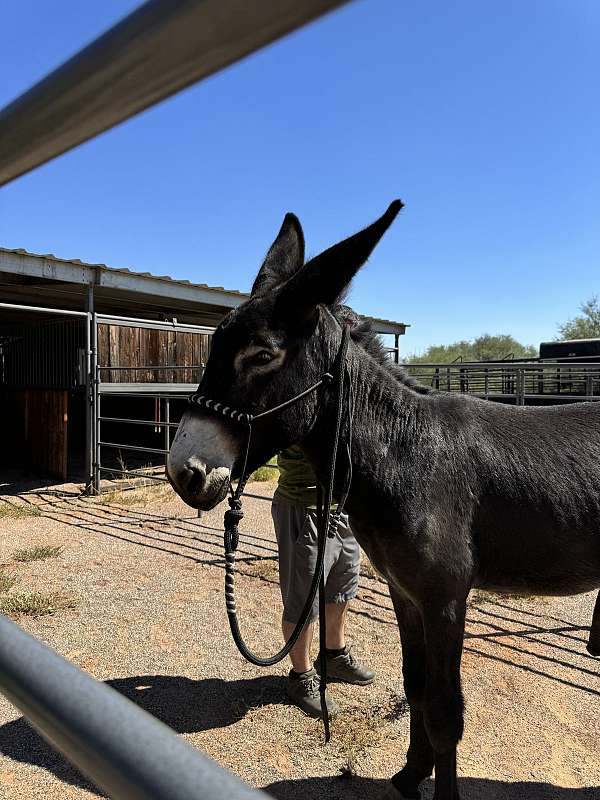 mammoth-donkey-stallion