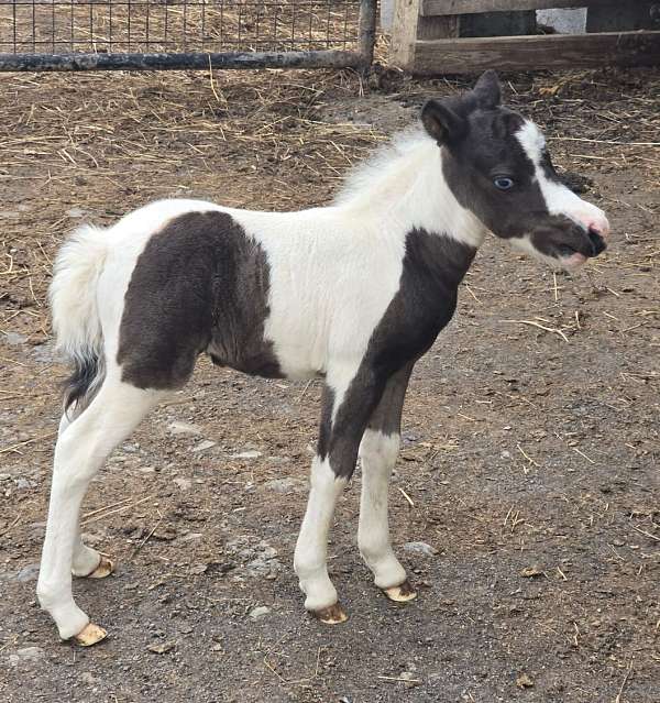 tobiano-amha-amhr-horse