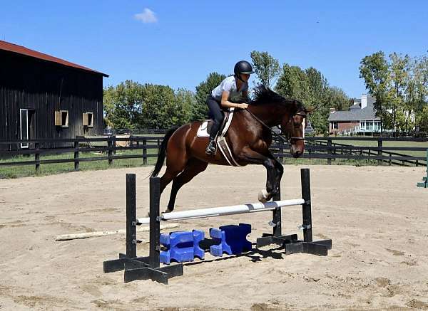 16-hand-thoroughbred-gelding